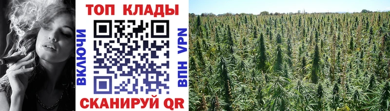 Галлюциногенные грибы Юрга